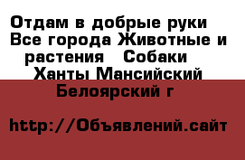 Отдам в добрые руки  - Все города Животные и растения » Собаки   . Ханты-Мансийский,Белоярский г.